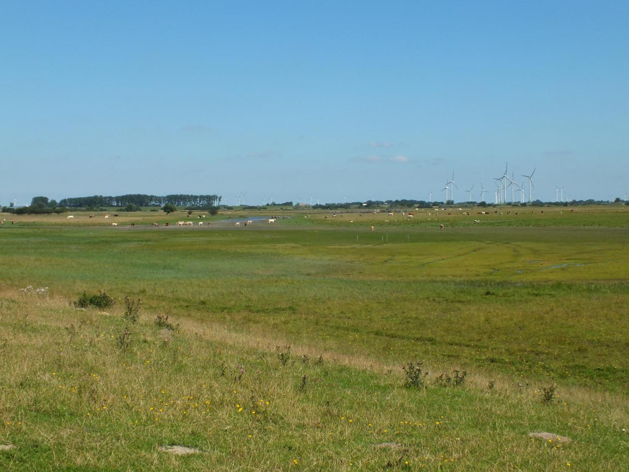Ferienwohnung In Osterdeichstrich Oesterdeichstrich Eksteriør billede